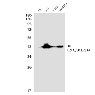 Bcl2 L14 Rabbit Monoclonal Antibody | 兔单抗 | EnkiLife恩玑生命