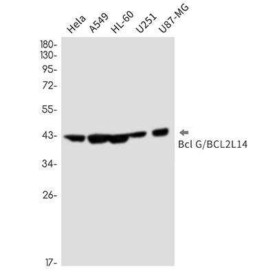 Bcl2 L14 Rabbit Monoclonal Antibody | 兔单抗 | EnkiLife恩玑生命