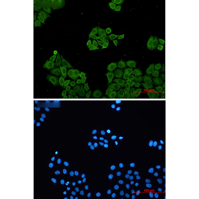 CLIC1 Rabbit Monoclonal Antibody | 兔单抗 | EnkiLife恩玑生命