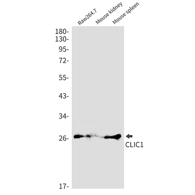 CLIC1 Rabbit Monoclonal Antibody | 兔单抗 | EnkiLife恩玑生命