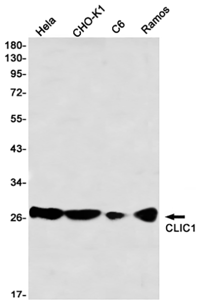 CLIC1 Rabbit Monoclonal Antibody | 兔单抗 | EnkiLife恩玑生命