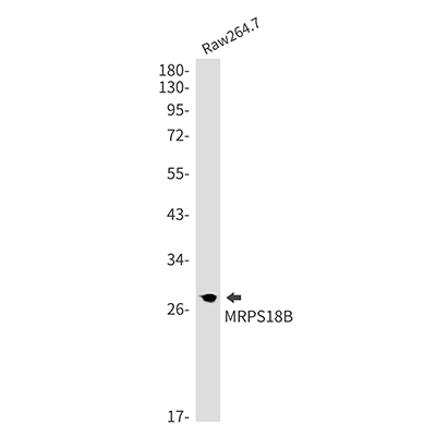 MRPS18B Rabbit Monoclonal Antibody | 兔单抗 | EnkiLife恩玑生命