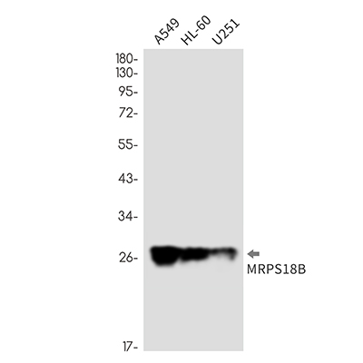 MRPS18B Rabbit Monoclonal Antibody | 兔单抗 | EnkiLife恩玑生命