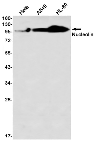 Nucleolin Rabbit Monoclonal Antibody | 兔单抗 | EnkiLife恩玑生命