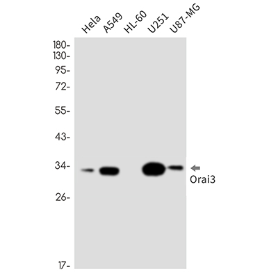 ORAI3 Rabbit Monoclonal Antibody | 兔单抗 | EnkiLife恩玑生命