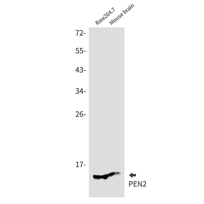 PEN2 Rabbit Monoclonal Antibody | 兔单抗 | EnkiLife恩玑生命