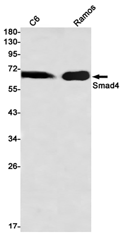 Smad4 Rabbit Monoclonal Antibody | 兔单抗 | EnkiLife恩玑生命