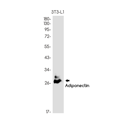 Adiponectin Rabbit Monoclonal Antibody | 兔单抗 | EnkiLife恩玑生命