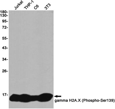 Phospho-Histone H2A.X (Ser139) Rabbit Monoclonal Antibody | 兔单抗 | EnkiLife恩玑生命