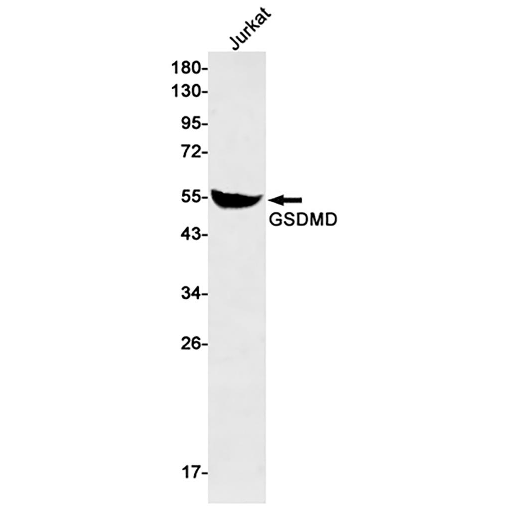 GSDMD Rabbit Monoclonal Antibody | 兔单抗 | EnkiLife恩玑生命