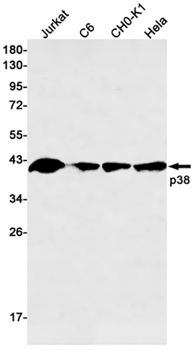 p38 Rabbit Monoclonal Antibody | 兔单抗 | EnkiLife恩玑生命