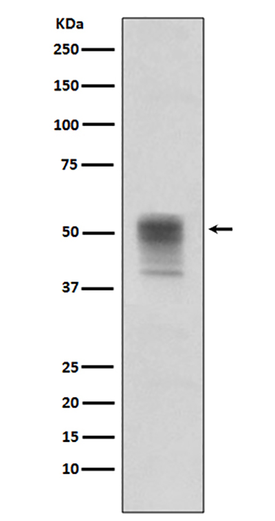 Phospho-alpha Tubulin (Tyr272) Rabbit Monoclonal Antibody | 兔单抗 | EnkiLife恩玑生命