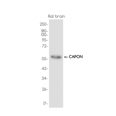 CAPON Rabbit Monoclonal Antibody | 兔单抗 | EnkiLife恩玑生命