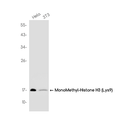 MonoMethyl-Histone H3 (Lys9) Rabbit Monoclonal Antibody | 兔单抗 | EnkiLife恩玑生命