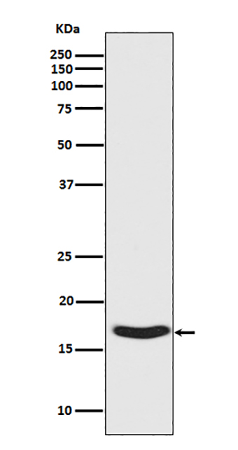 Phospho-alpha Synuclein (S129) (15T7) Rabbit Monoclonal Antibody | 兔单抗 | EnkiLife恩玑生命