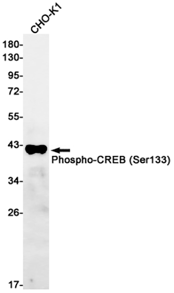 Phospho-CREB (Ser133) (11Z4) Rabbit Monoclonal Antibody | 兔单抗 | EnkiLife恩玑生命
