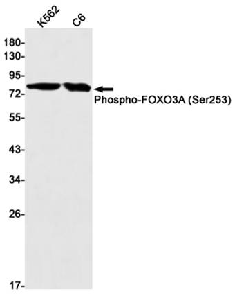 Phospho-FoxO3a (S253)  (16M7) Rabbit Monoclonal Antibody | 兔单抗 | EnkiLife恩玑生命