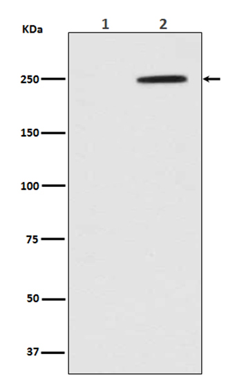 Phospho-GCN2 (T899) (10P11) Rabbit Monoclonal Antibody | 兔单抗 | EnkiLife恩玑生命