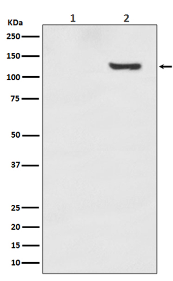 Phospho-SIRT1 (T530) (4C14) Rabbit Monoclonal Antibody | 兔单抗 | EnkiLife恩玑生命