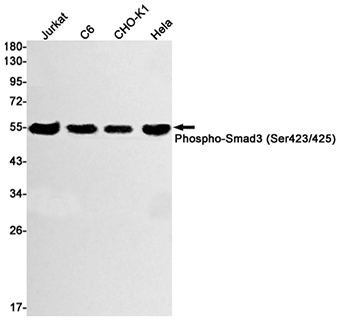 Phospho-Smad3 (Ser423/425) (12O16) Rabbit Monoclonal Antibody | 兔单抗 | EnkiLife恩玑生命