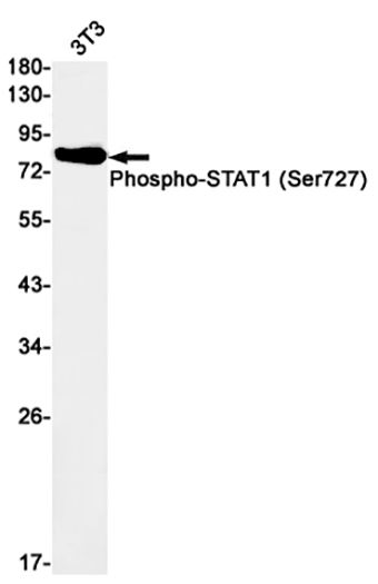 Phospho-STAT1 (S727) (6Q18) Rabbit Monoclonal Antibody | 兔单抗 | EnkiLife恩玑生命