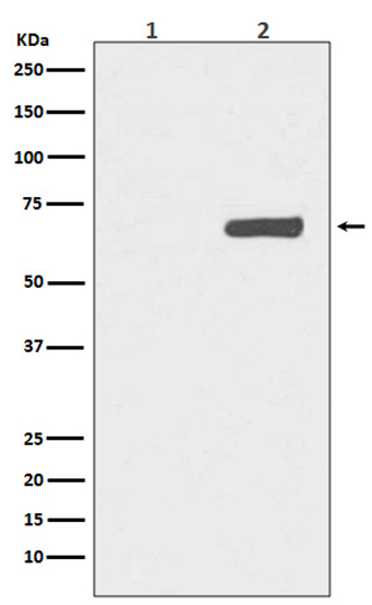 Phospho-YAP1 (S127) (14M14) Rabbit Monoclonal Antibody | 兔单抗 | EnkiLife恩玑生命