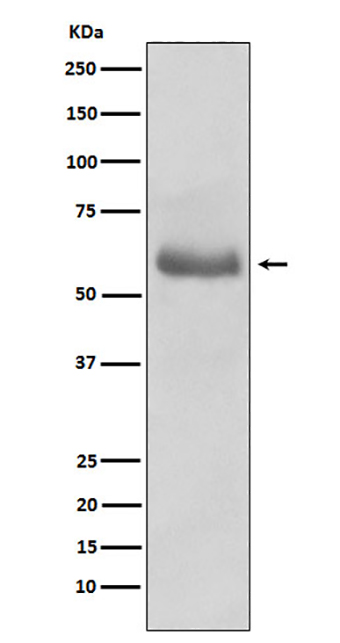 45567(17N4) Rabbit Monoclonal Antibody | 兔单抗 | EnkiLife恩玑生命