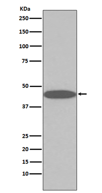 45569(2Y12) Rabbit Monoclonal Antibody | 兔单抗 | EnkiLife恩玑生命