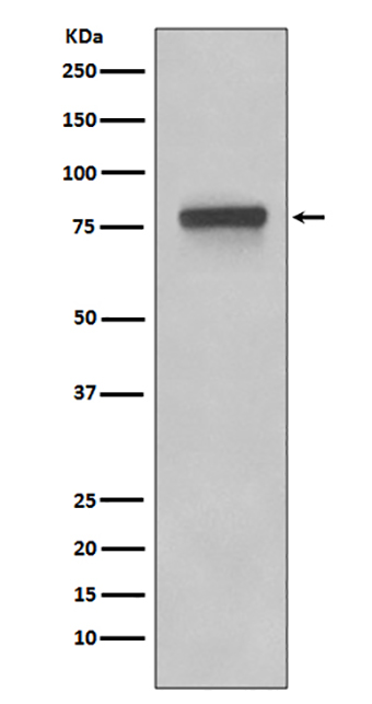5T4 (9W4) Rabbit Monoclonal Antibody | 兔单抗 | EnkiLife恩玑生命