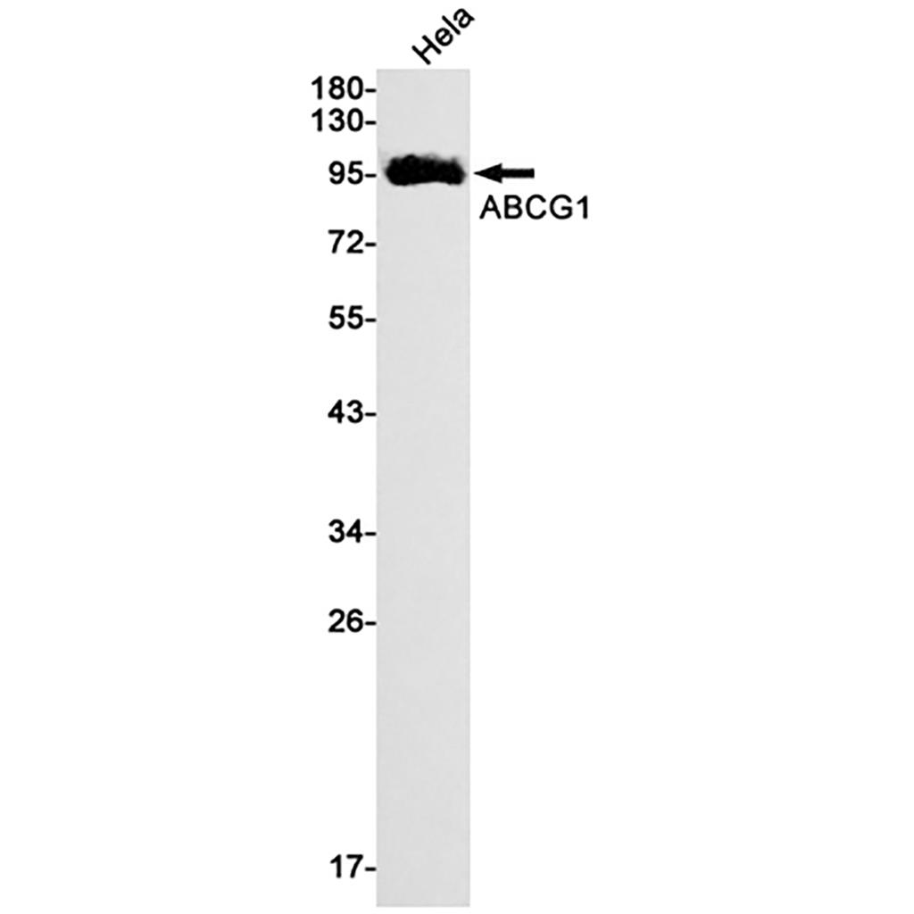 ABCG1 (9S10) Rabbit Monoclonal Antibody | 兔单抗 | EnkiLife恩玑生命