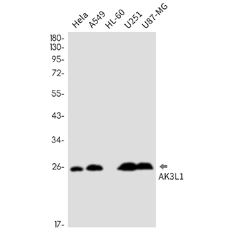 Adenylate kinase 4 (14Y15) Rabbit Monoclonal Antibody | 兔单抗 | EnkiLife恩玑生命