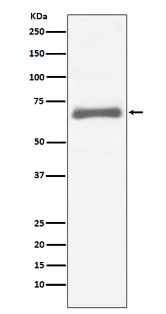 AFP (1J18) Rabbit Monoclonal Antibody | 兔单抗 | EnkiLife恩玑生命