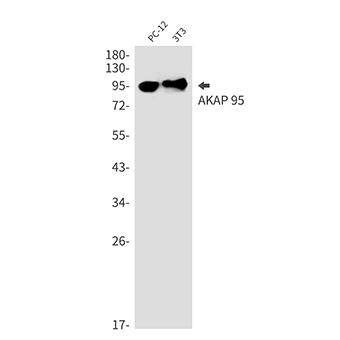 AKAP 95 (12E14) Rabbit Monoclonal Antibody | 兔单抗 | EnkiLife恩玑生命