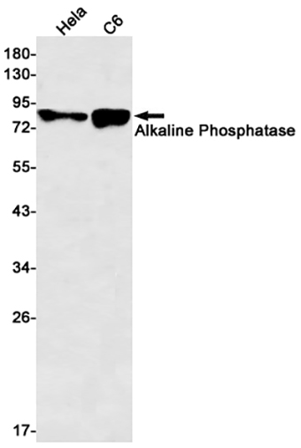 Alkaline Phosphatase (4C17) Rabbit Monoclonal Antibody | 兔单抗 | EnkiLife恩玑生命