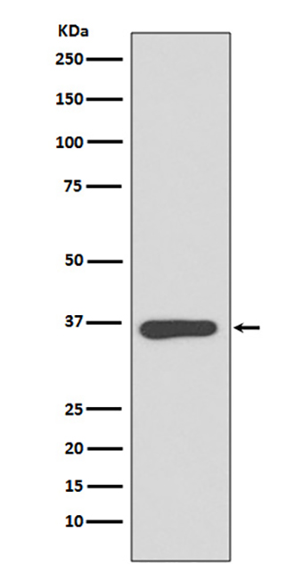Annexin A10 (14O15) Rabbit Monoclonal Antibody | 兔单抗 | EnkiLife恩玑生命