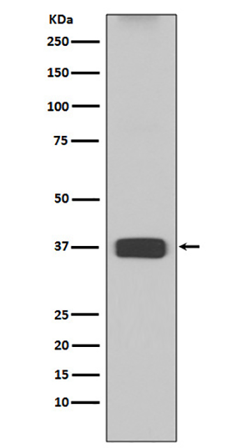 ARG1 (7H3) Rabbit Monoclonal Antibody | 兔单抗 | EnkiLife恩玑生命