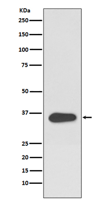 ATF1 (6N1) Rabbit Monoclonal Antibody | 兔单抗 | EnkiLife恩玑生命