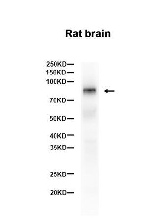 B Raf (9L5) Rabbit Monoclonal Antibody | 兔单抗 | EnkiLife恩玑生命