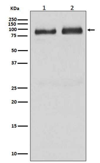 B Raf (9L5) Rabbit Monoclonal Antibody | 兔单抗 | EnkiLife恩玑生命