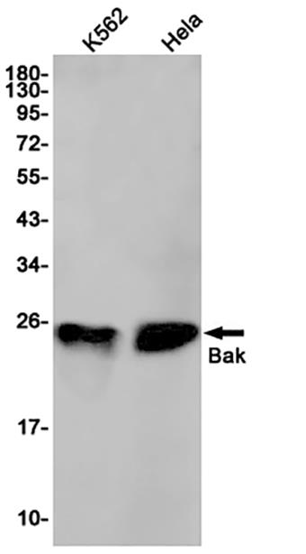 Bak (16T6) Rabbit Monoclonal Antibody | 兔单抗 | EnkiLife恩玑生命