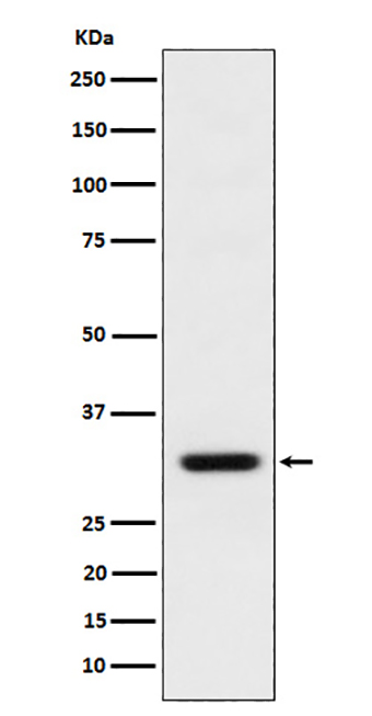 BCL2L12 (18T13) Rabbit Monoclonal Antibody | 兔单抗 | EnkiLife恩玑生命