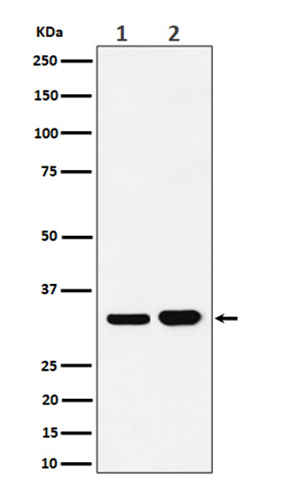Bcl-XL (4B16) Rabbit Monoclonal Antibody | 兔单抗 | EnkiLife恩玑生命
