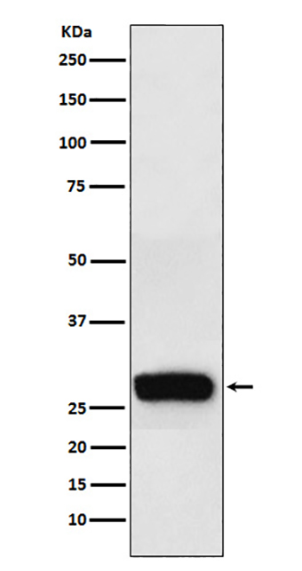 beta Casein (1J13) Rabbit Monoclonal Antibody | 兔单抗 | EnkiLife恩玑生命