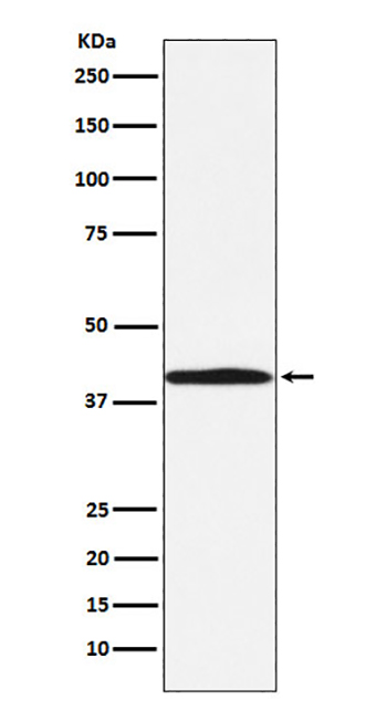 BGAT (19J2) Rabbit Monoclonal Antibody | 兔单抗 | EnkiLife恩玑生命