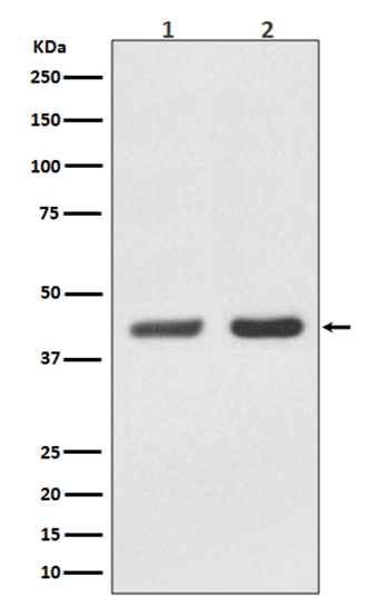 Bmi1 (10S4) Rabbit Monoclonal Antibody | 兔单抗 | EnkiLife恩玑生命