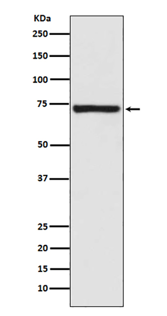 Calpain 1 (19K17) Rabbit Monoclonal Antibody | 兔单抗 | EnkiLife恩玑生命