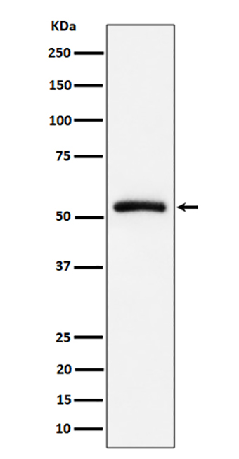 CAP1 (14W1) Rabbit Monoclonal Antibody | 兔单抗 | EnkiLife恩玑生命