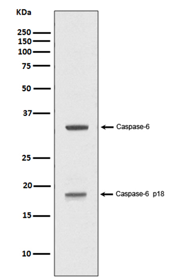 Caspase-6 p18 (16U11) Rabbit Monoclonal Antibody | 兔单抗 | EnkiLife恩玑生命