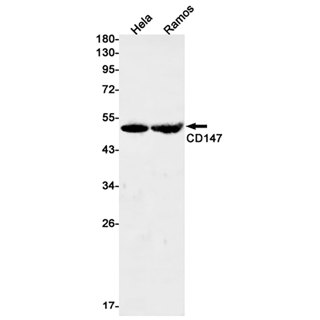 CD147 (11A16) Rabbit Monoclonal Antibody | 兔单抗 | EnkiLife恩玑生命
