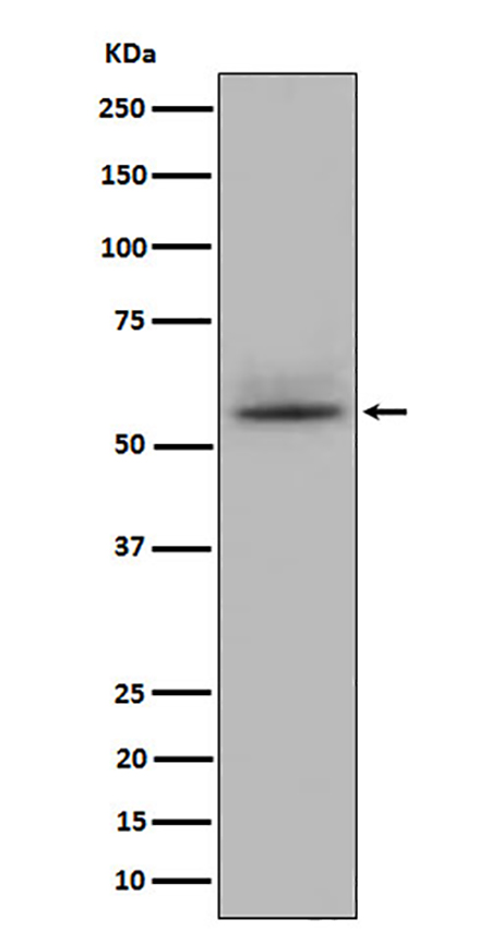 CD147 (8C17) Rabbit Monoclonal Antibody | 兔单抗 | EnkiLife恩玑生命